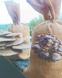 Kits de Cultivo de Cogumelos Pleurotos Ostreatus