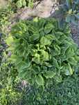 Funkia ogrodowa (hosta)