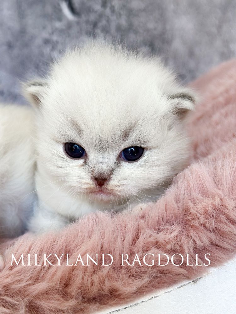 Śliczny kociak Ragdoll poleca  się do kochania MILKYLAND