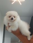 *Pomeranian Mini Sunia AJLA*