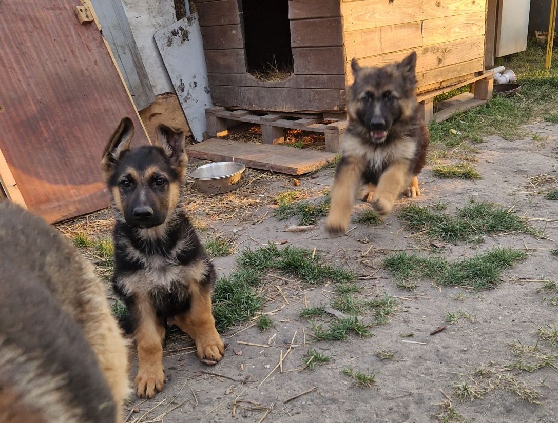 Owczarek Niemiecki Pilnie zmienią dom