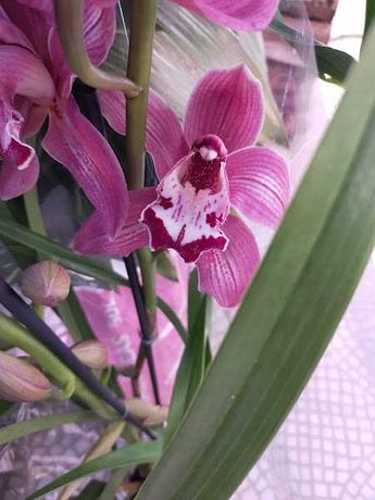 Vendo vaso de orquídea flor grande