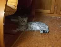 Gata British Shorthair