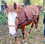 Упряж на коня  шлея шлия нарытник пішора шорка хама піддупки