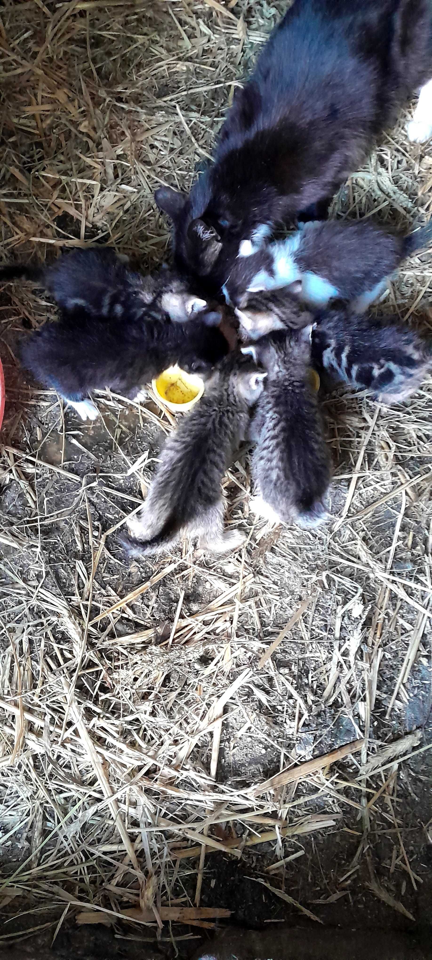 Kotki za Darmo w dobre ręce