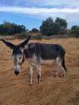 Burro com 3 anos