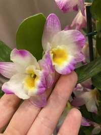 Орхідеї розпродаж уцінка фаленопсис стефанотіс ароматна орхідея