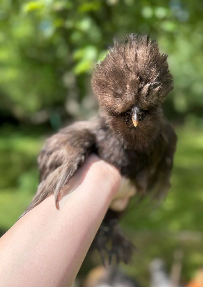 Kury Rosy kury silki kury araukany naturalne ekologiczne kury