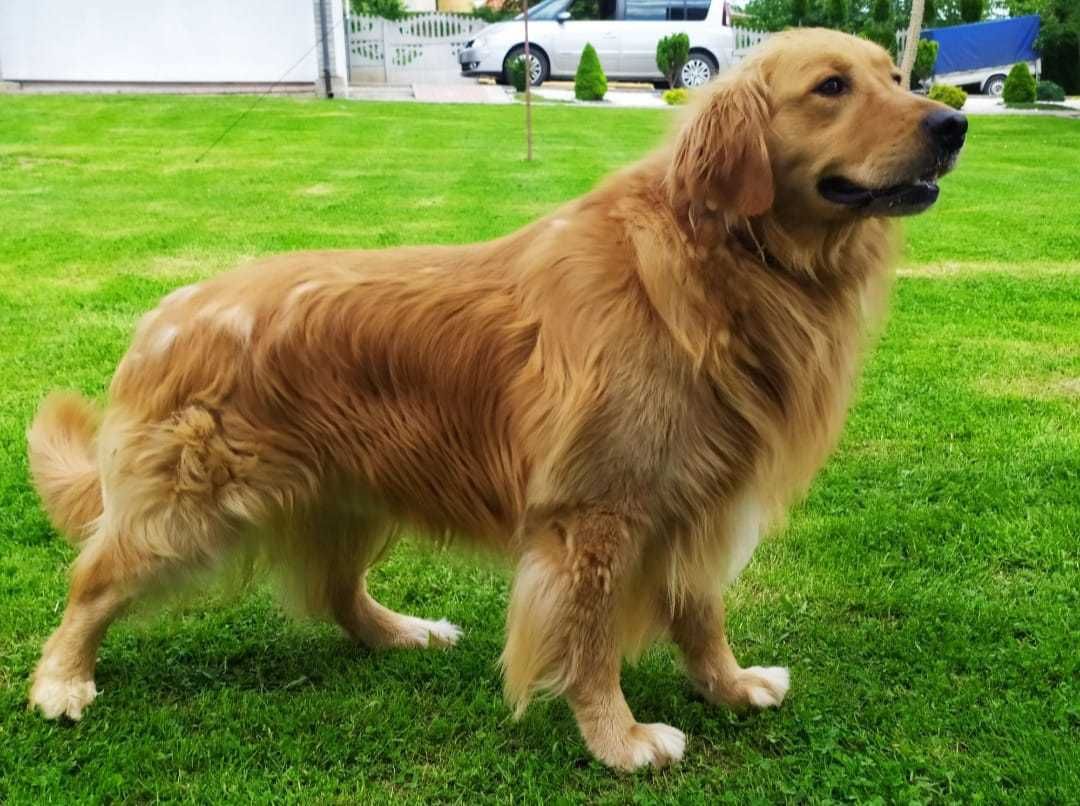 Golden Retriever