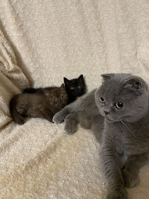 шотландські кошенята котик і киця