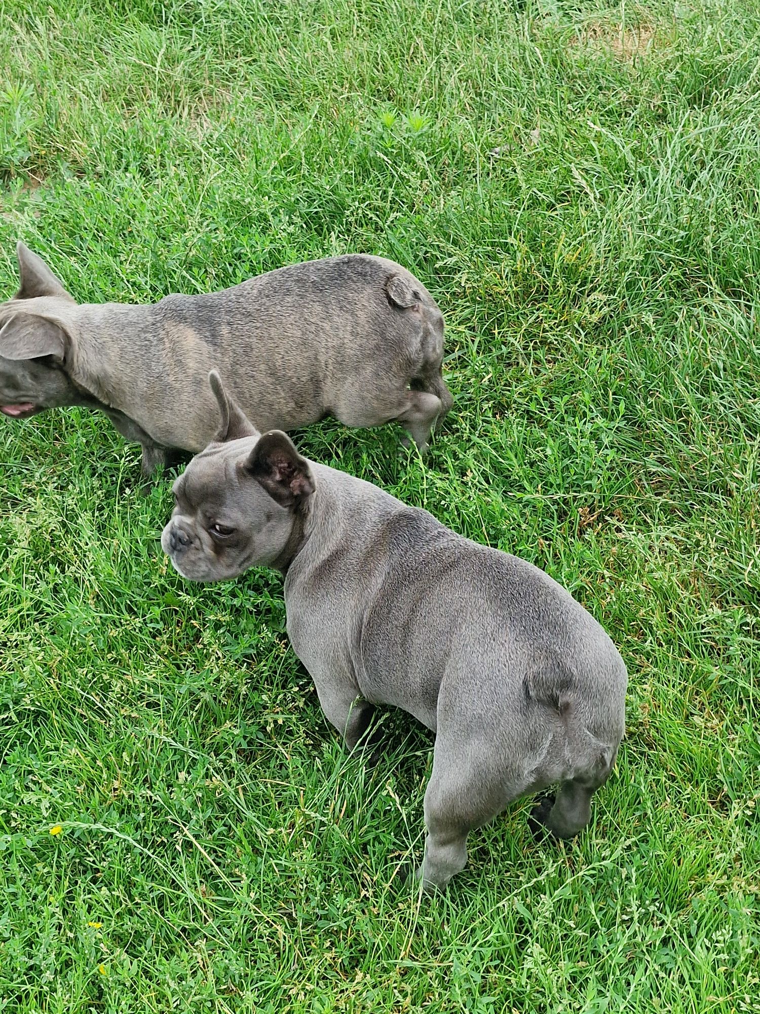 Buldog francuski