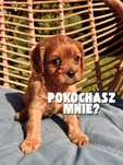 Cudowna SUNIA CAVAPOO wychowana w miłości, od 15.09 dokumenty, badania
