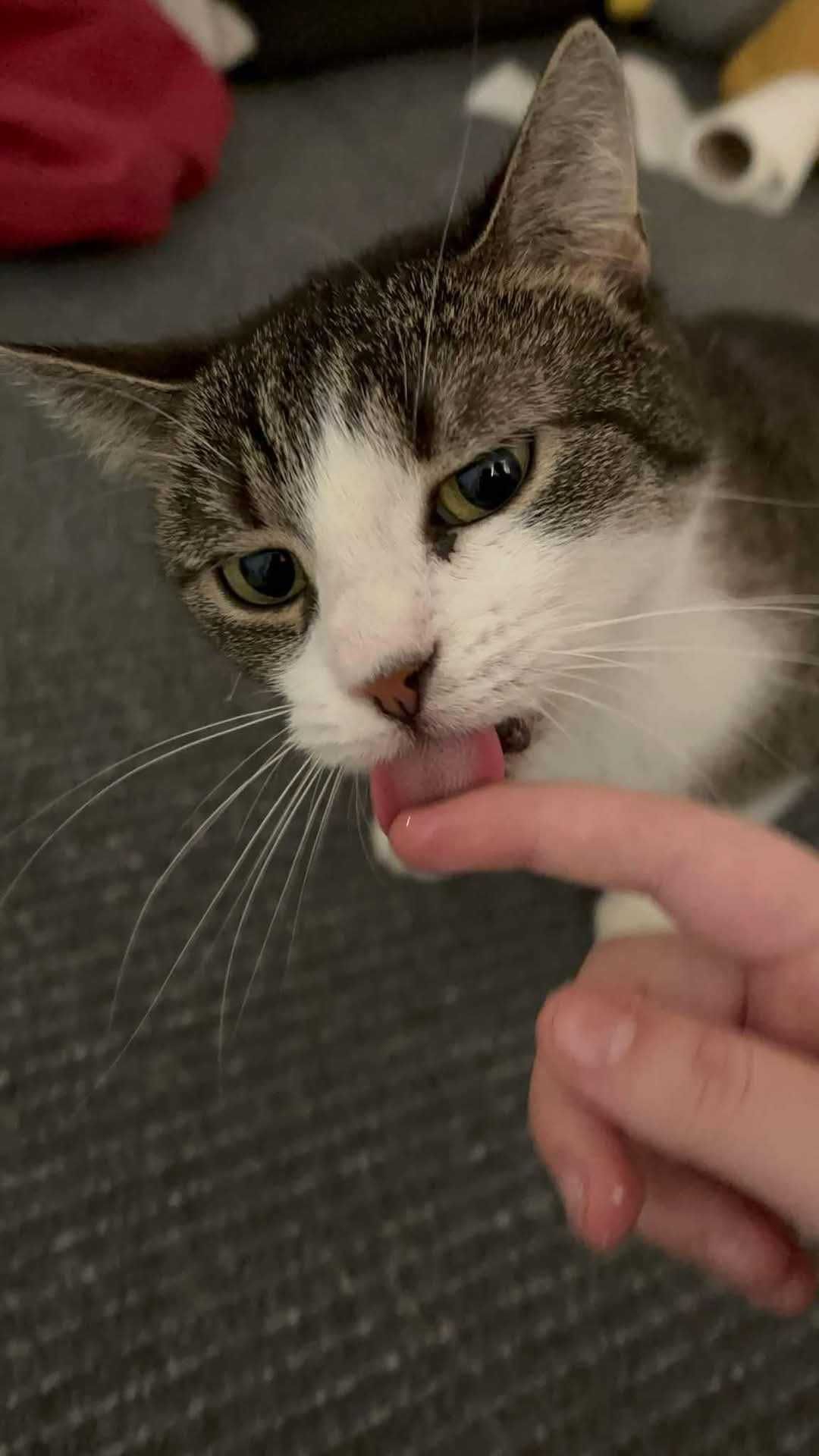 *Laurka- spokojna , nieśmiała kotka do adopcji