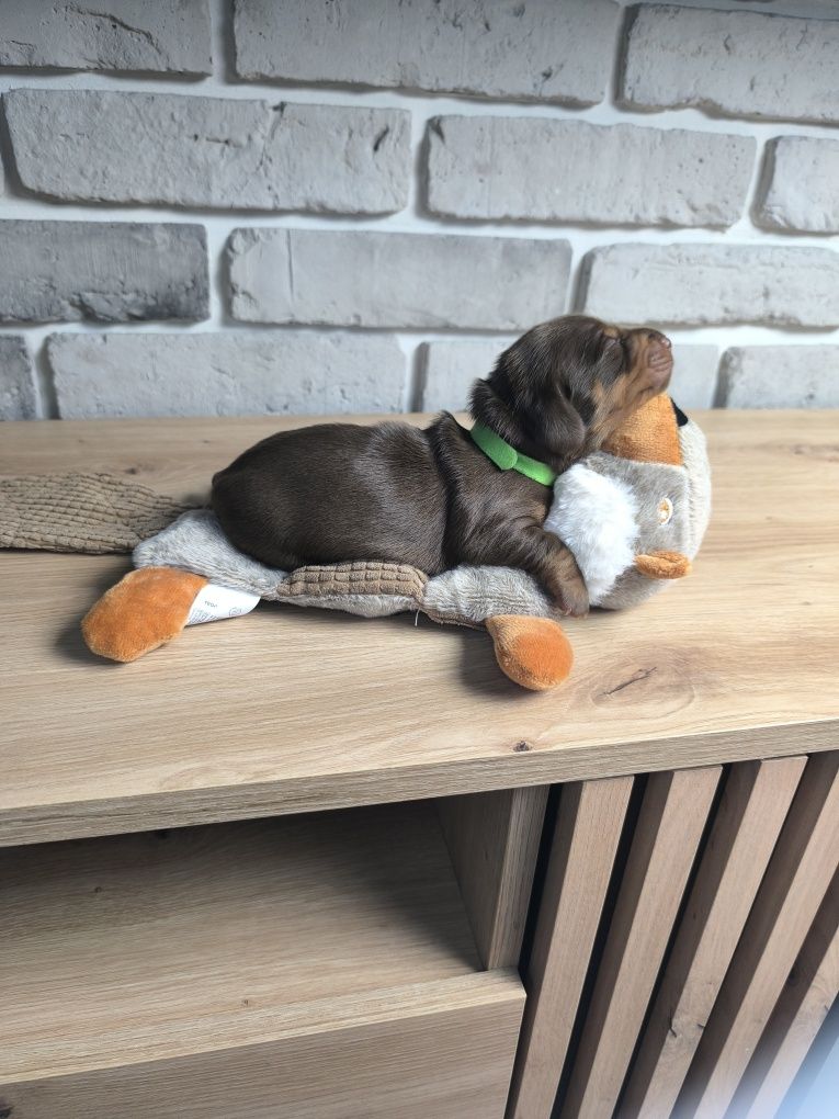 Jamnik miniaturowy krótkowłosy PIESEK choco czekoladowy ZIELONY