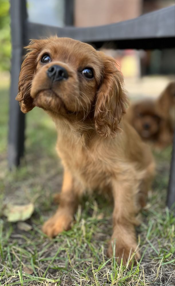 Cavalier King Charles Spaniel piesek ZKwP/FCI