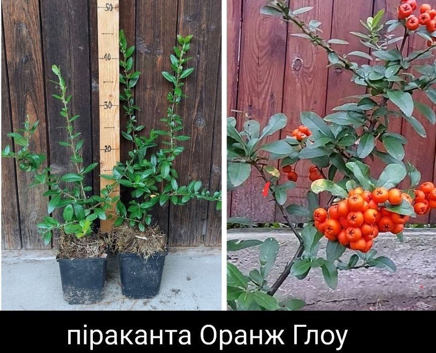 Вічнозелені: Піраканта.Магонія.Жимолость шапкова.Бересклети;Кизильник