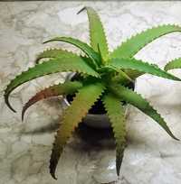 Aloe Vera Arborensis em vaso
