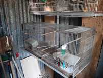 Viveiros para aves