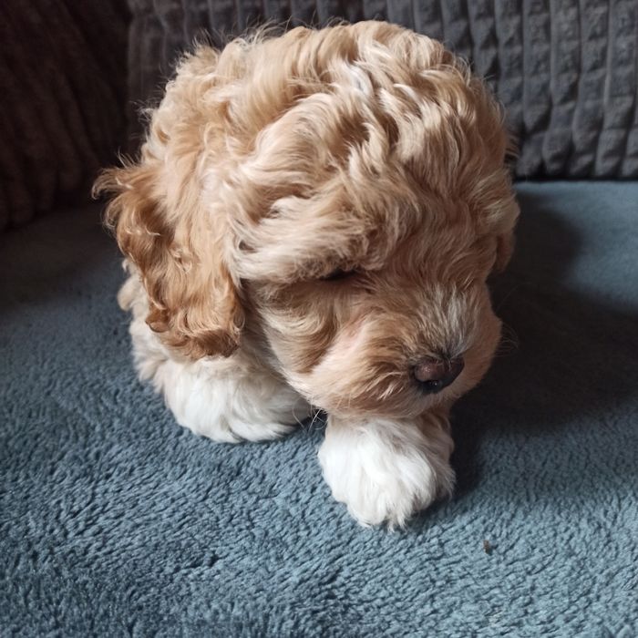 Maltipoo F1-chłopczyk*małopolska