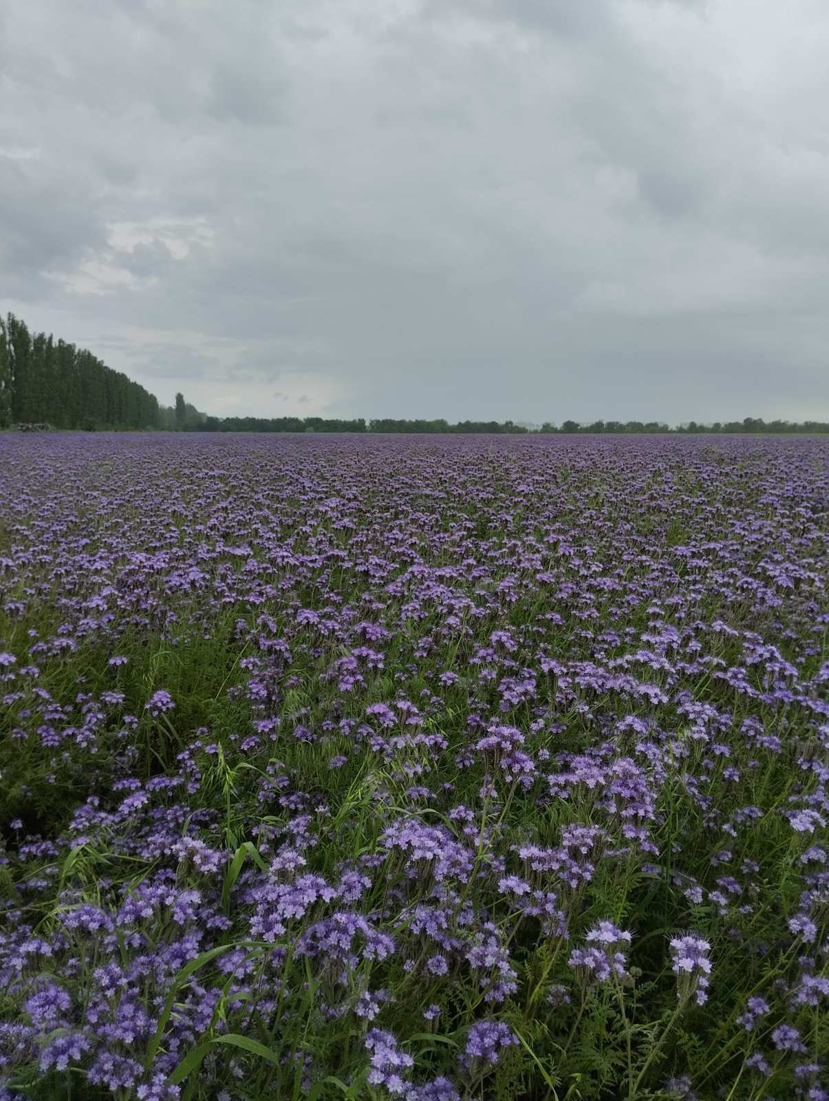 Продам фацелию медонос 2023 года