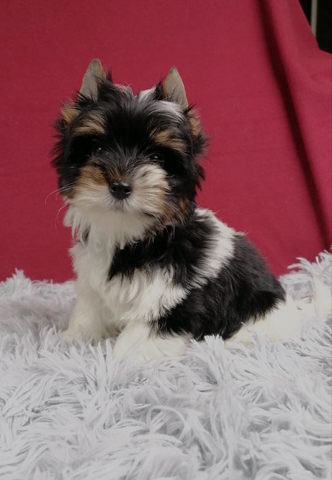 York Biewer Yorkshire Terrier z rodowodem