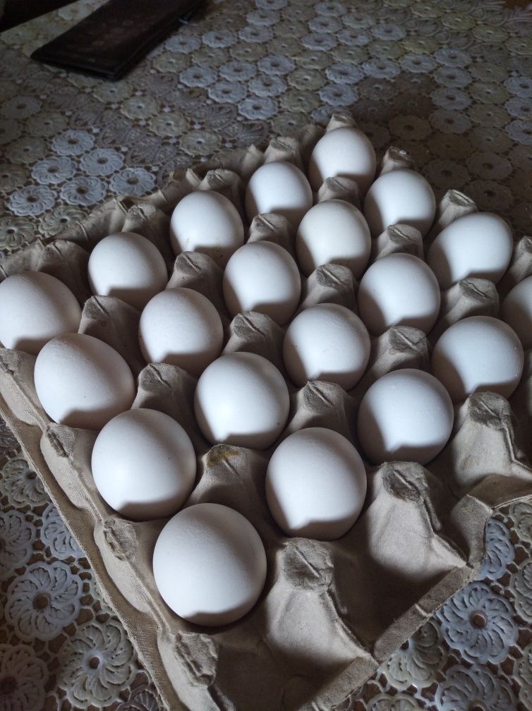 Інкубаційні яйця кур яєчної породи Легорн