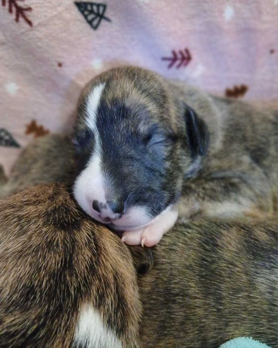 Whippet Chart Angielski suczka ZKwP / FCI