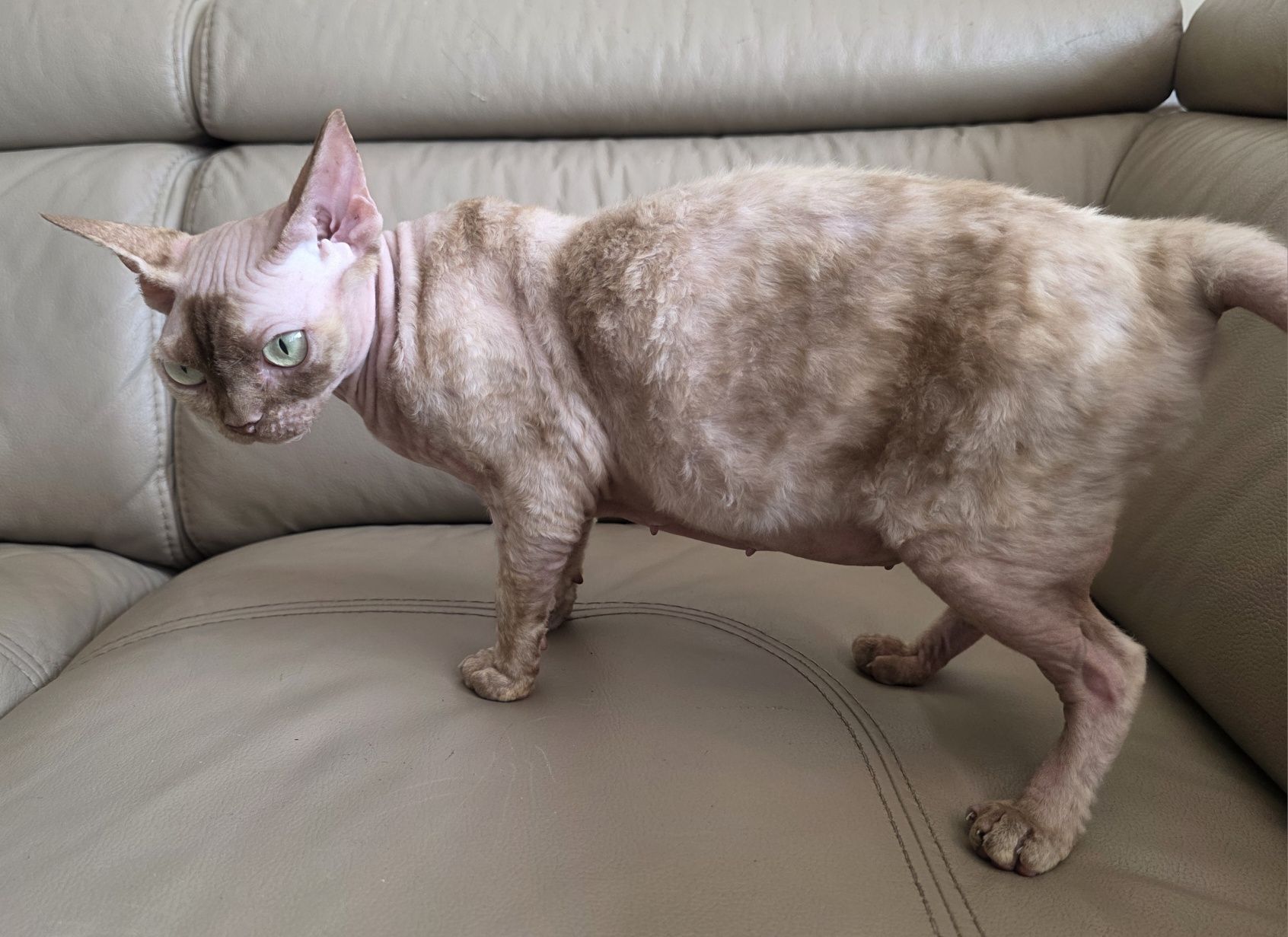 Devon Rex - Endorfinka - Gotowa do zmiany domku - Trójmiasto