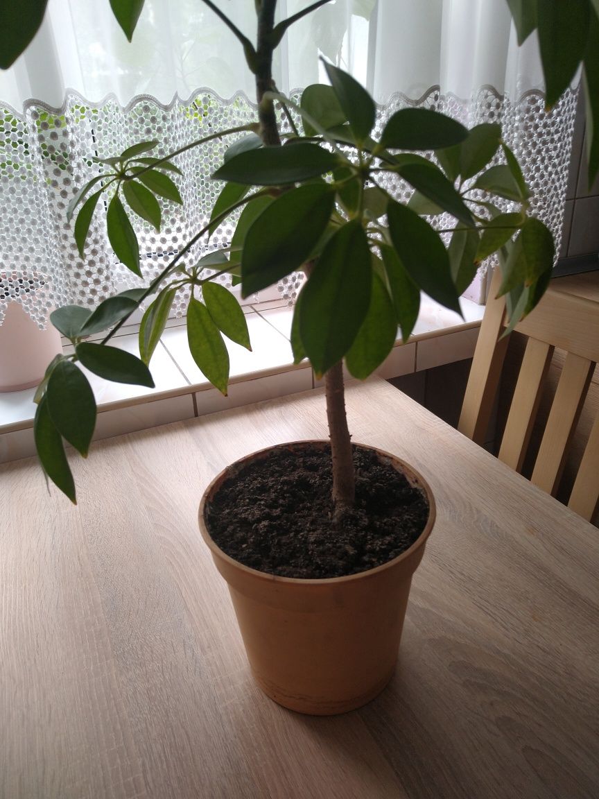Szeflera zielona 74 cm z doniczką