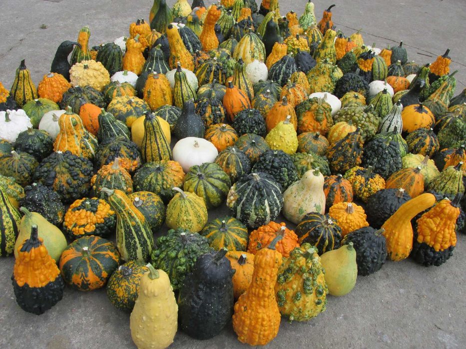 Ozdobna dynia - 18 szt - dekoracyjna