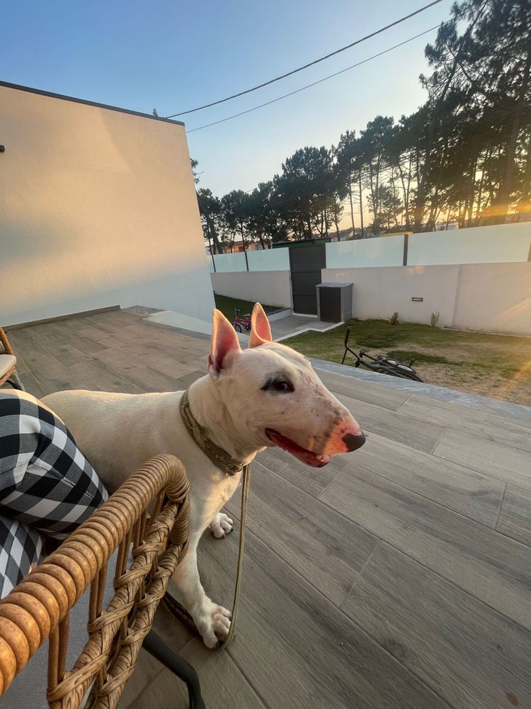 Dá-se Bull Terrier