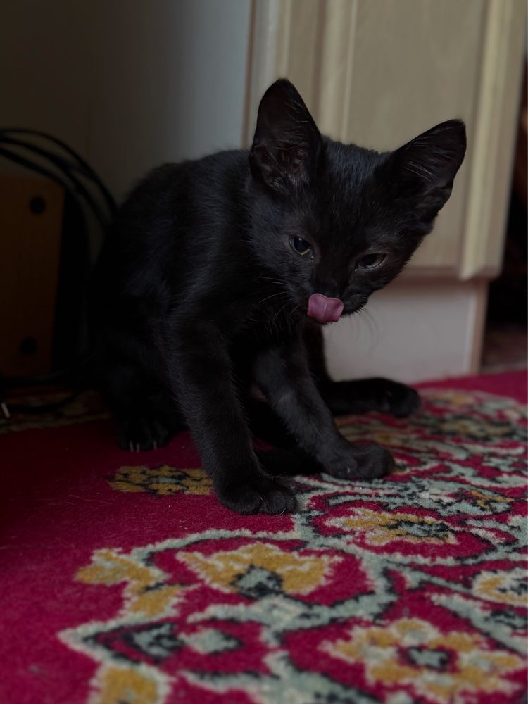 Кошенята шукають родину