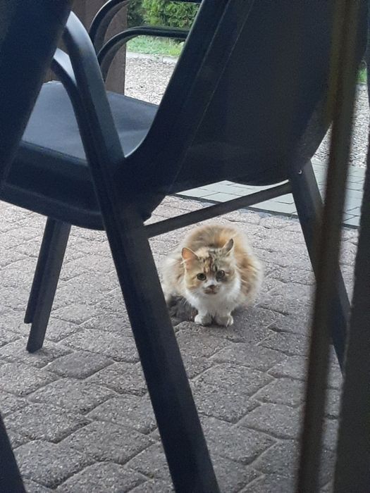 Znaleziono kotka