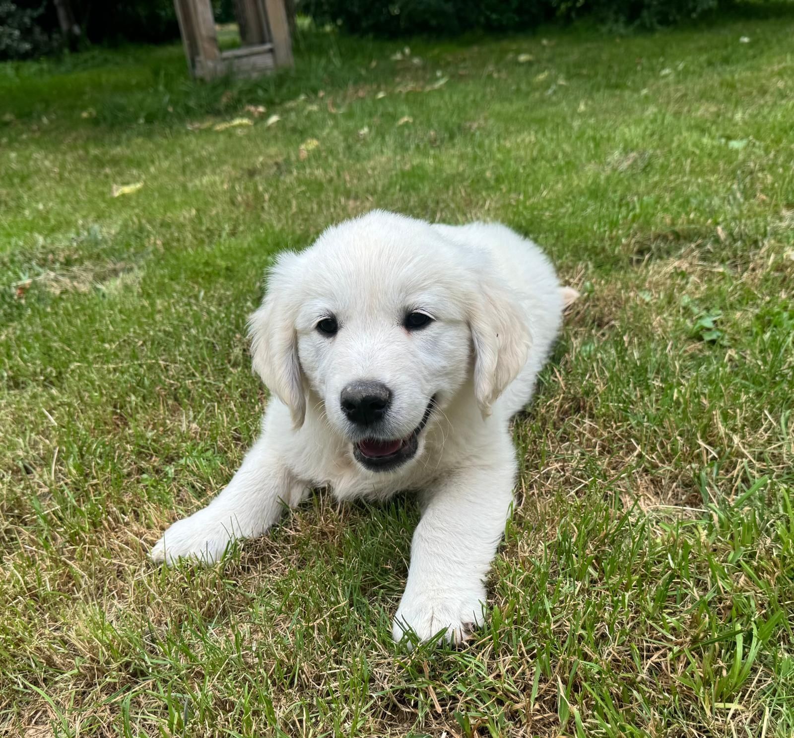 Golden Retriever FCI