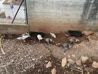 Vendo patos mudos pequenos