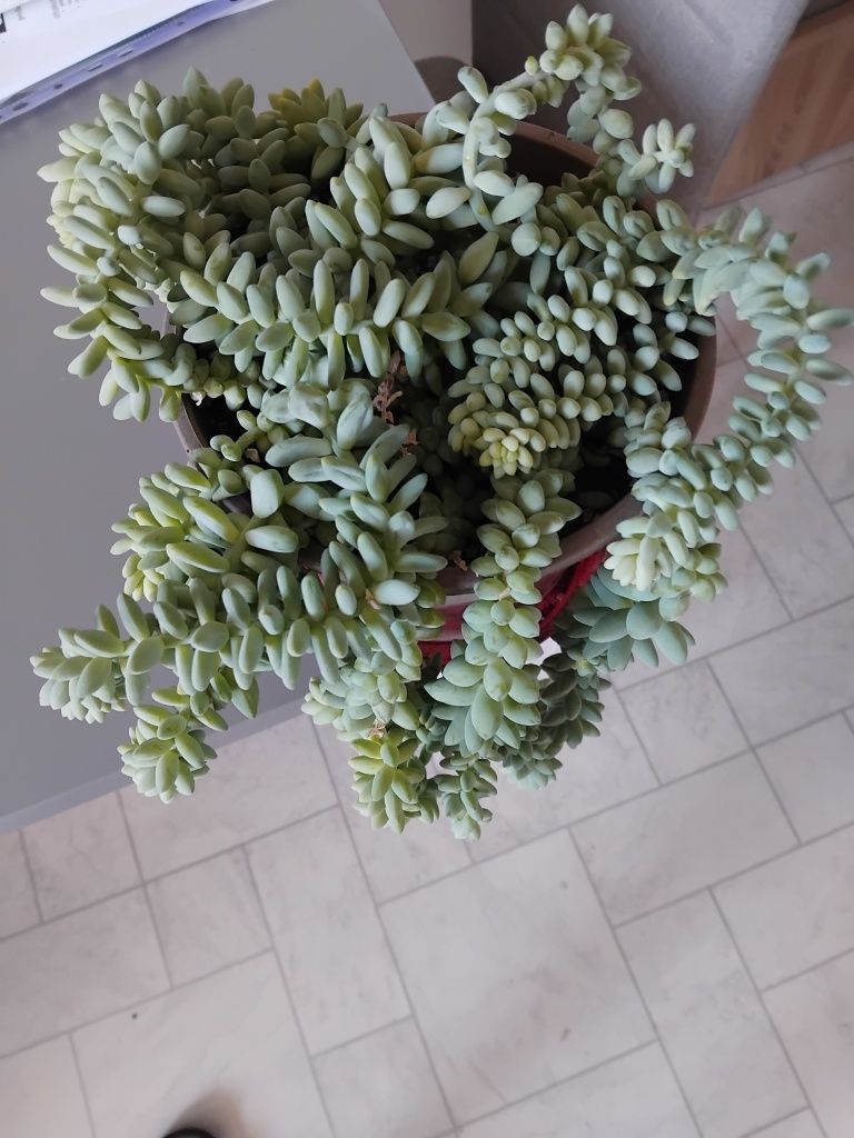 Roślina Sedum Burrito