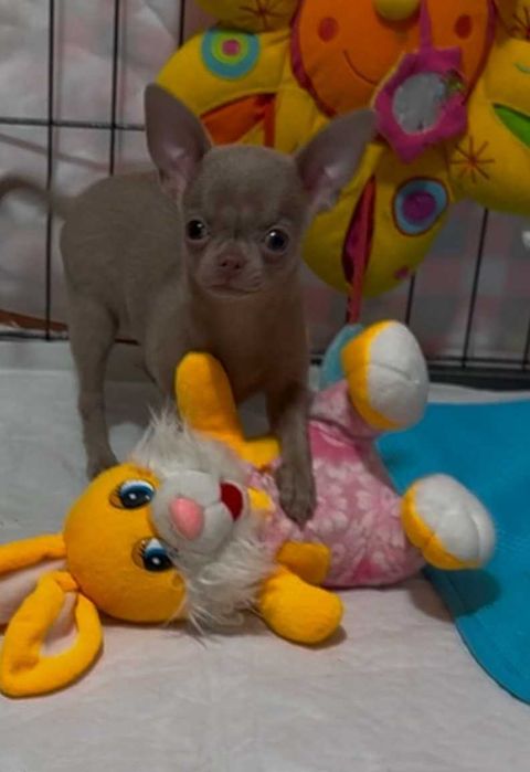 Лілова красуня! Активна, грайлива чихуахуа.