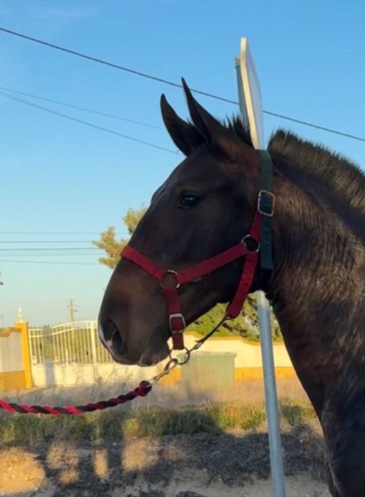 Poldra Lusitana excelente Pedigree