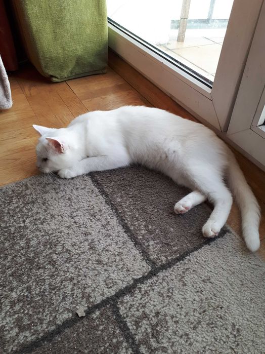 Fajny bialy kotek szuka domu, FIV+, 2 lata