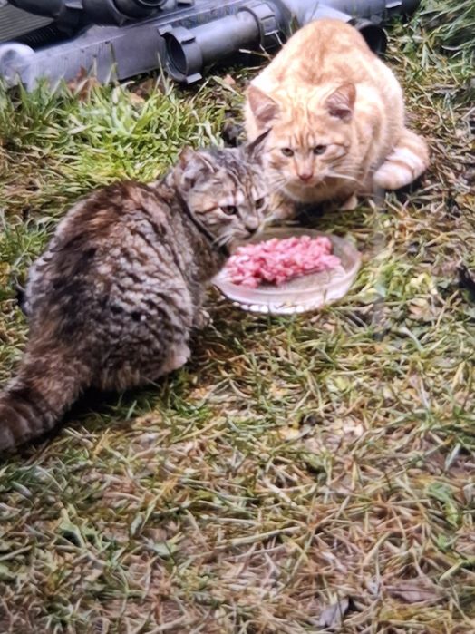 Koty kotki kociaki młode oddam