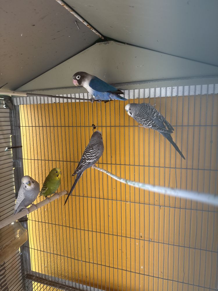 Piriquitos