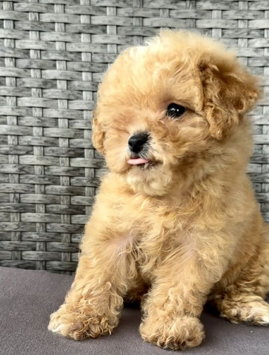 Мальтіпу до Миколайчика