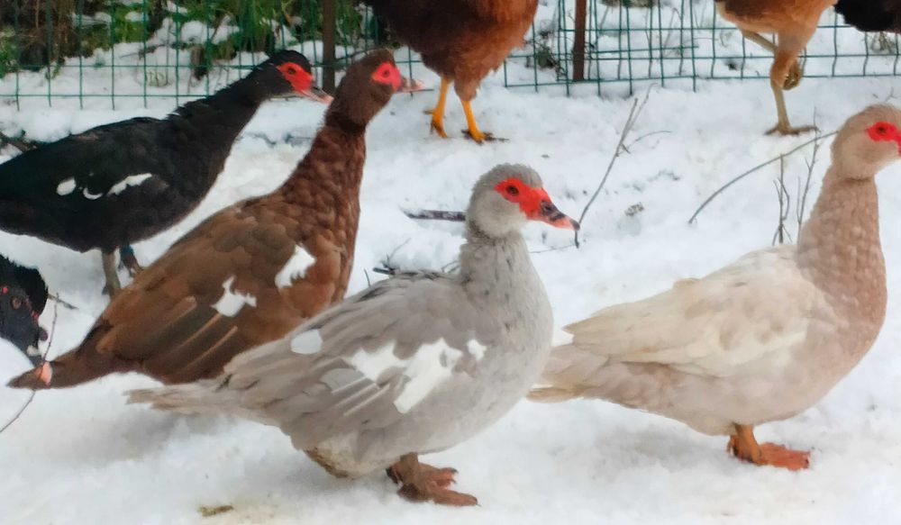 Sprzedam kaczki piżmowe w typie mięsnym i dzikim