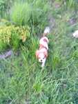 Piesek cavalier king charles spaniel- rodowodowe