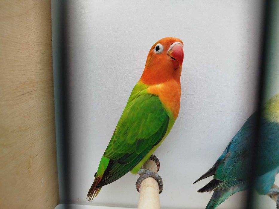 Papużki nierozłączki