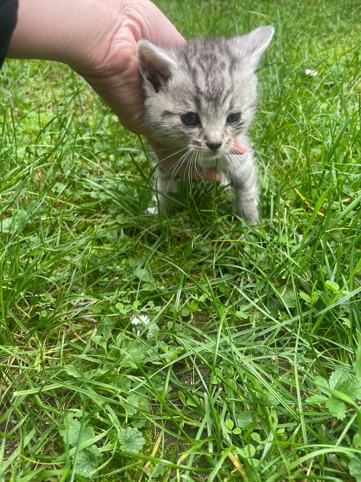 oddam kotki za darmo