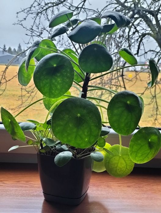 Pieniążek/pilea duży