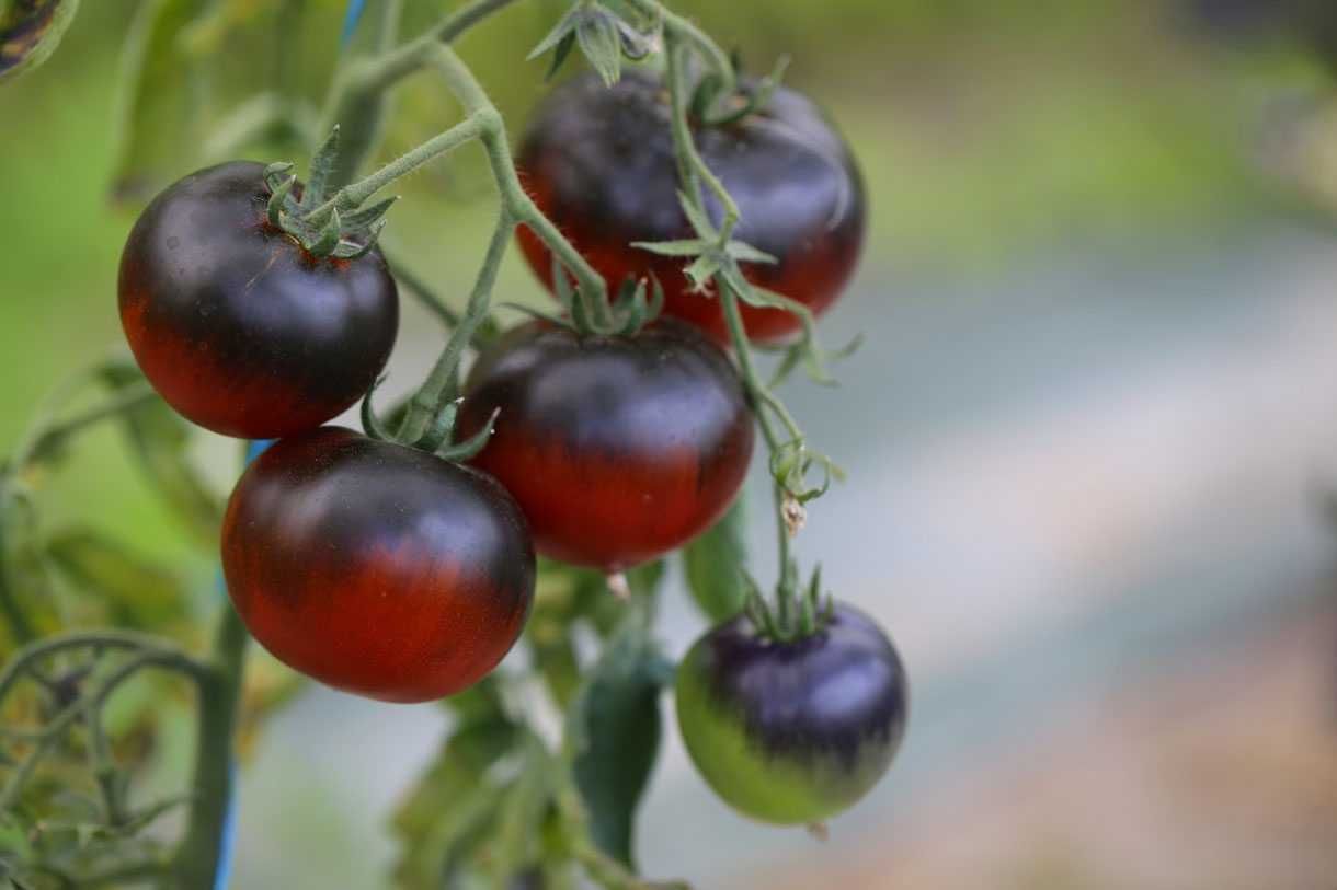 Tomate Osu Blue Sementes Variedade Rara