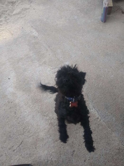 Cão macho jovem para adoção em um bom lar