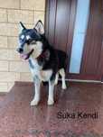 Husky Syberyjski